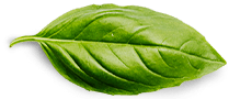 Sobal-J 1 basil leaf